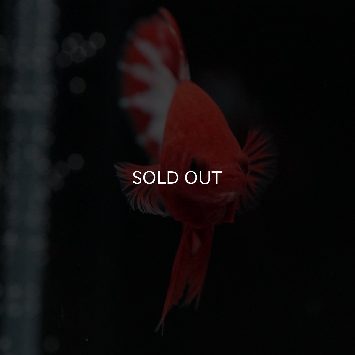 画像3: HMPK オレンジファンシー ホワイトスケール (3)