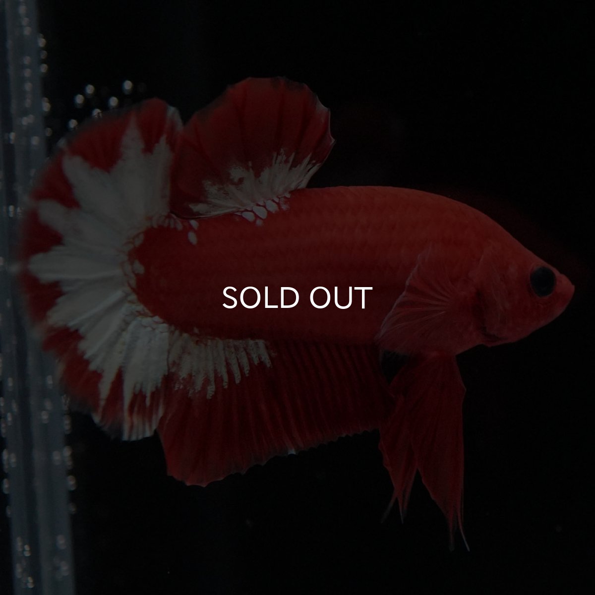 画像8: HMPK オレンジファンシー ホワイトスケール (8)