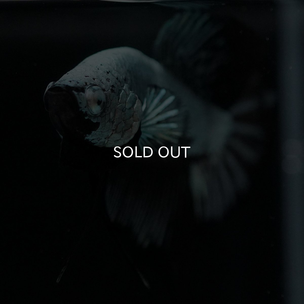 画像3: HMPK ブラックサムライ (3)