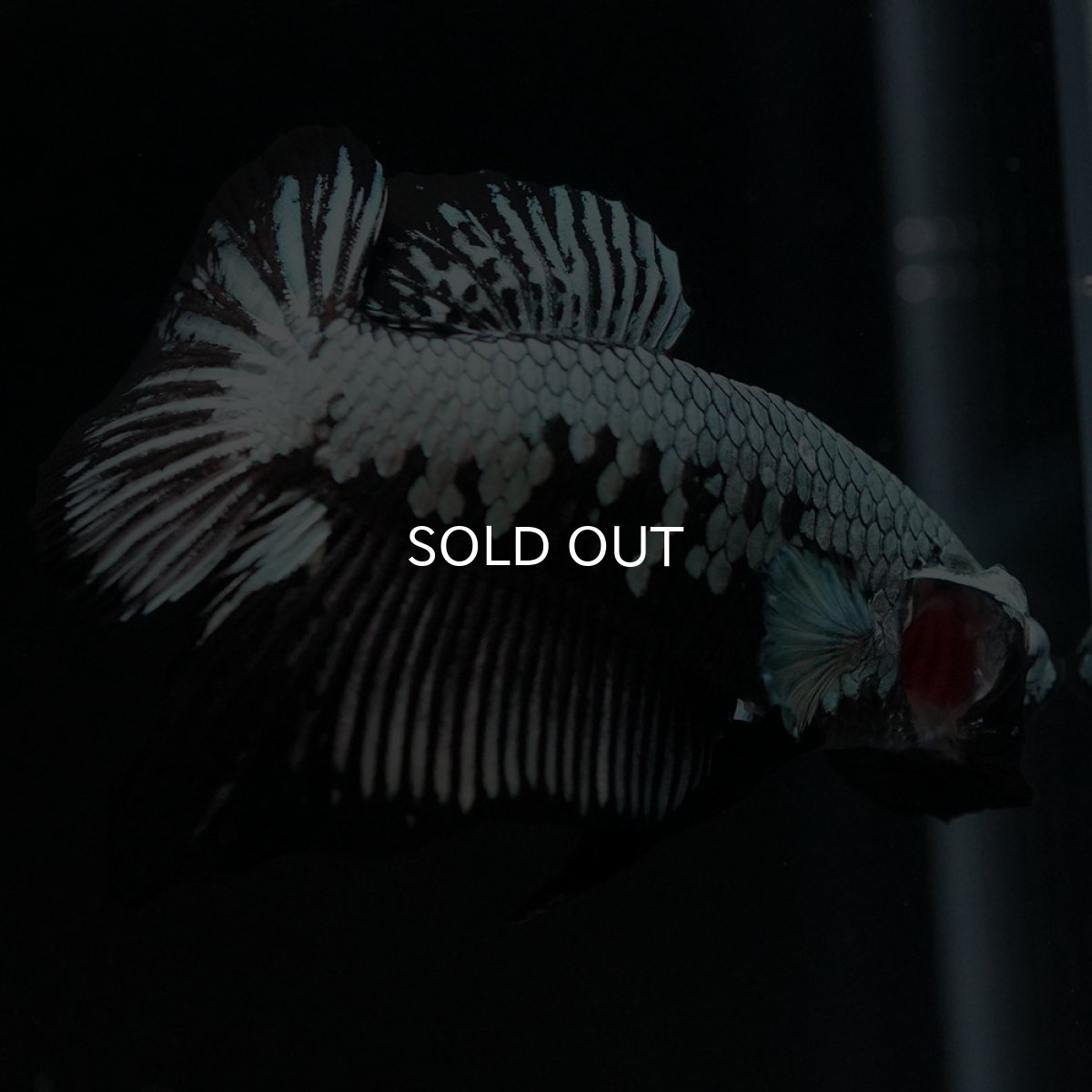 画像8: HMPK ブラックサムライ (8)