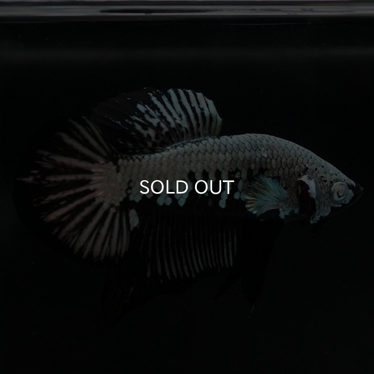 画像4: HMPK ブラックサムライ (4)