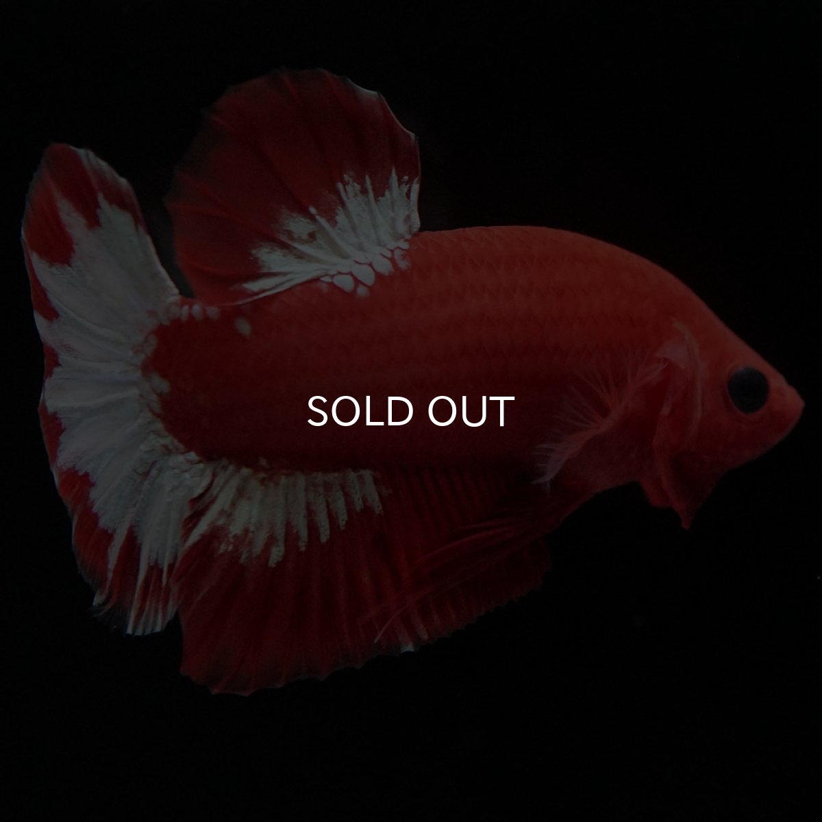 画像7: HMPK オレンジファンシー ホワイトスケール (7)