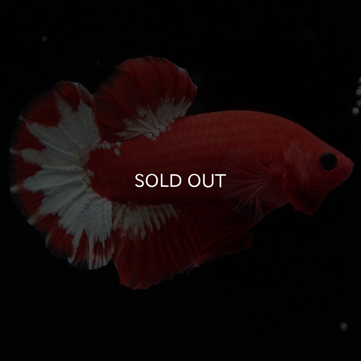 画像2: HMPK オレンジファンシー ホワイトスケール (2)