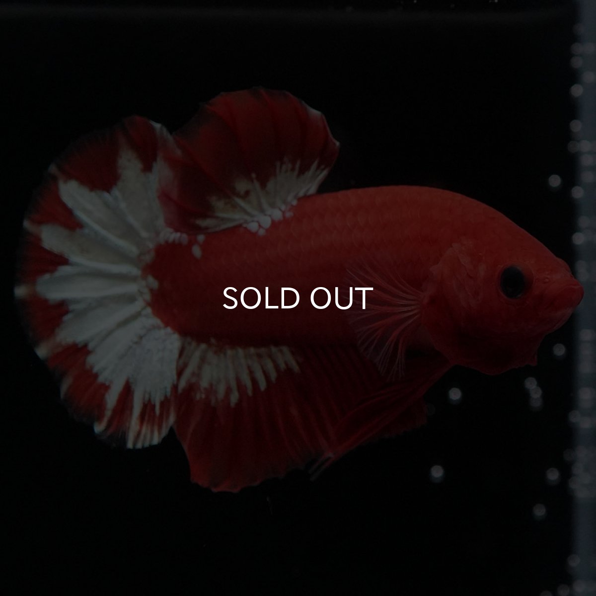 画像5: HMPK オレンジファンシー ホワイトスケール (5)