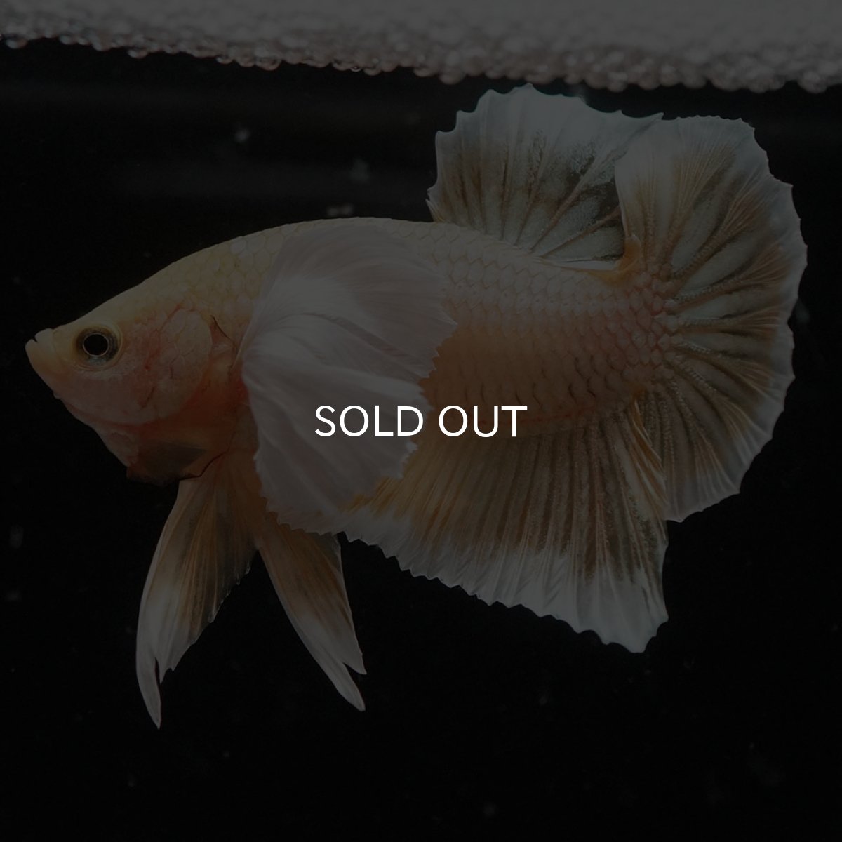 画像7: HMPKダンボ イエローゴールド (7)