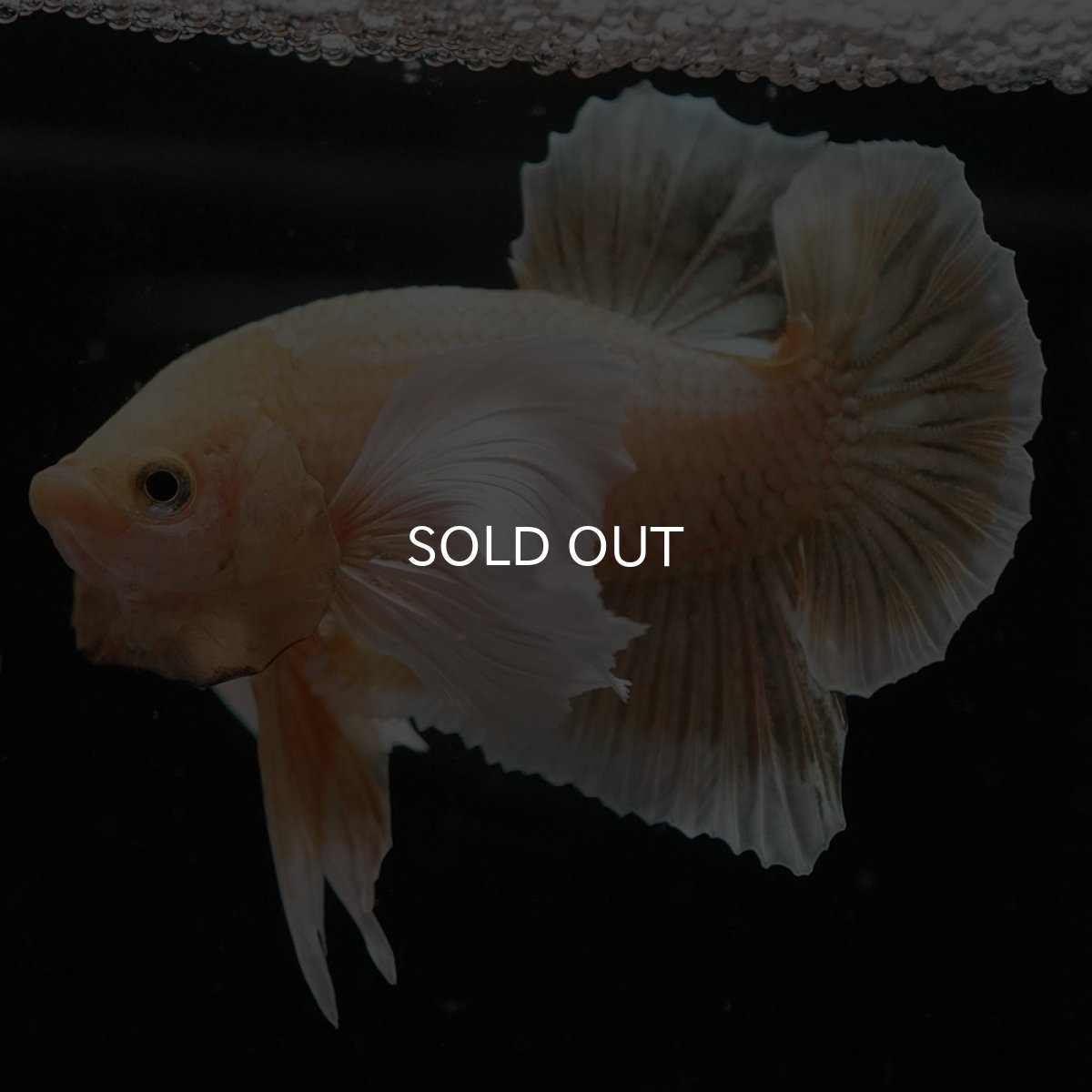 画像2: HMPKダンボ イエローゴールド (2)