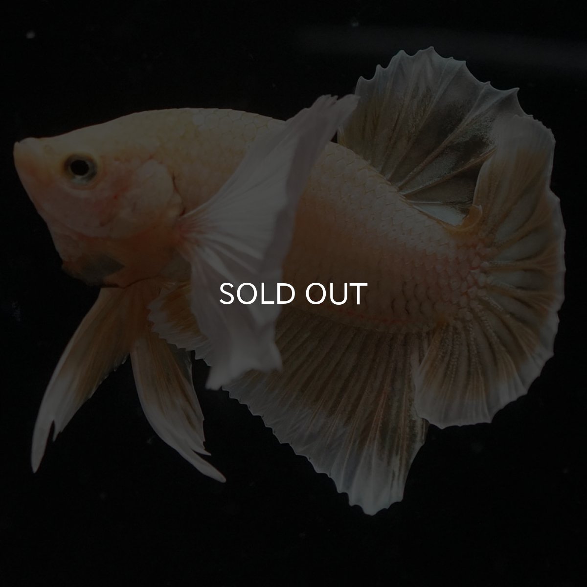 画像5: HMPKダンボ イエローゴールド (5)