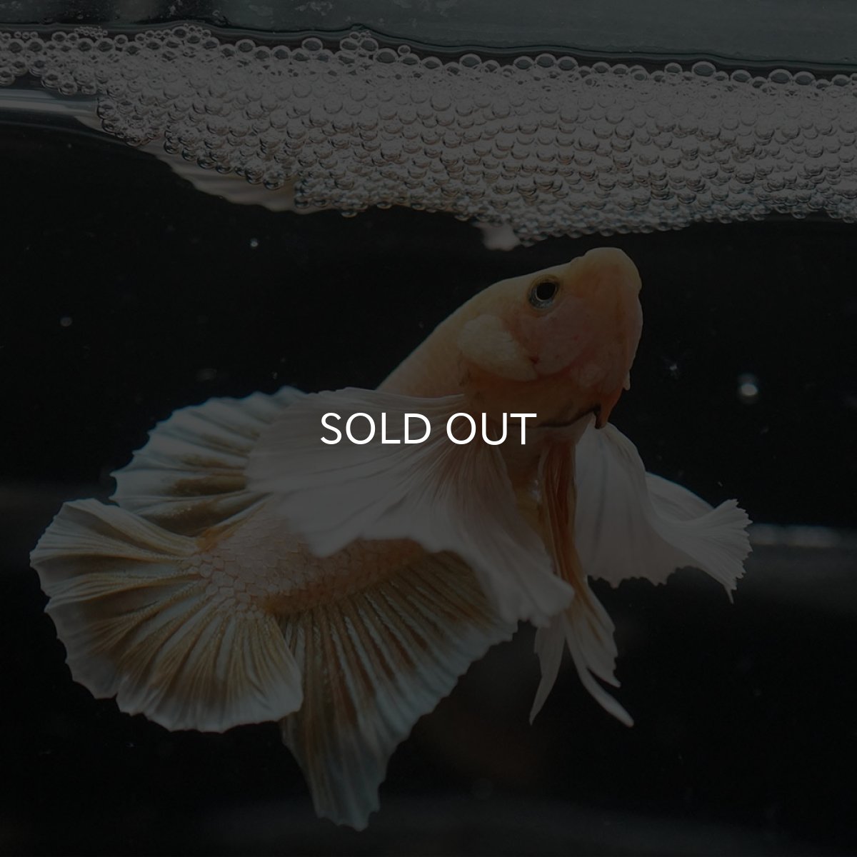 画像9: HMPKダンボ イエローゴールド (9)