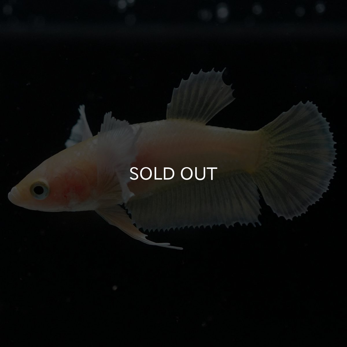 画像2: HMPKダンボ イエローゴールド メス (2)