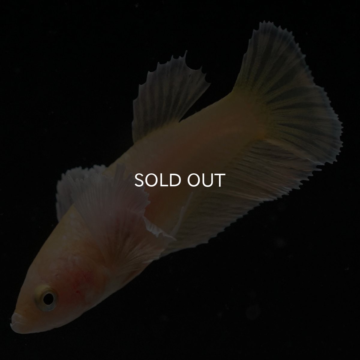 画像4: HMPKダンボ イエローゴールド メス (4)