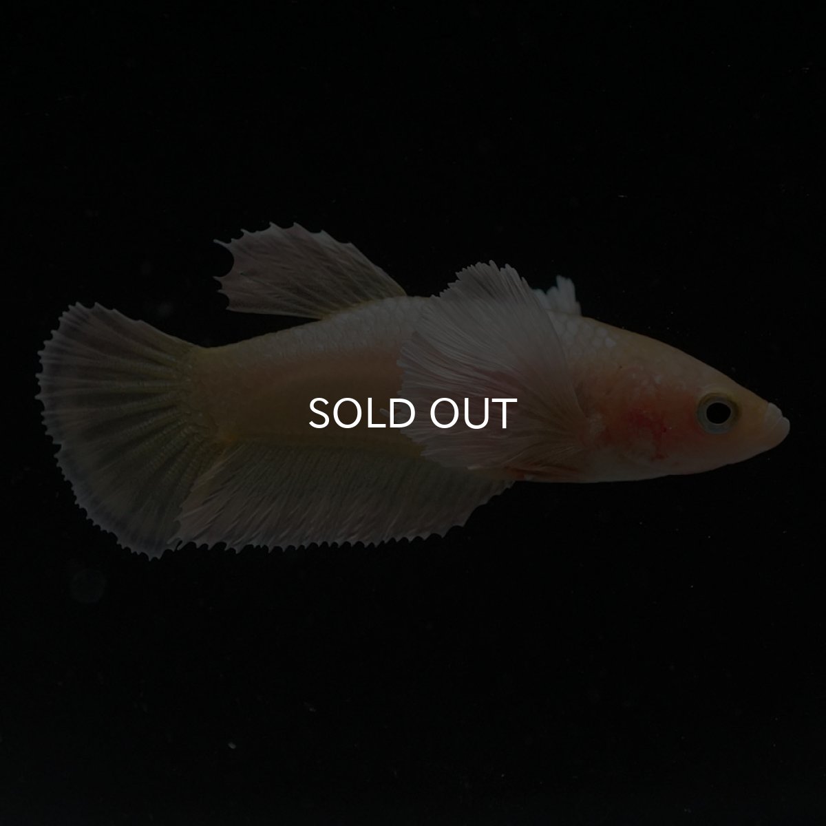 画像3: HMPKダンボ イエローゴールド メス (3)