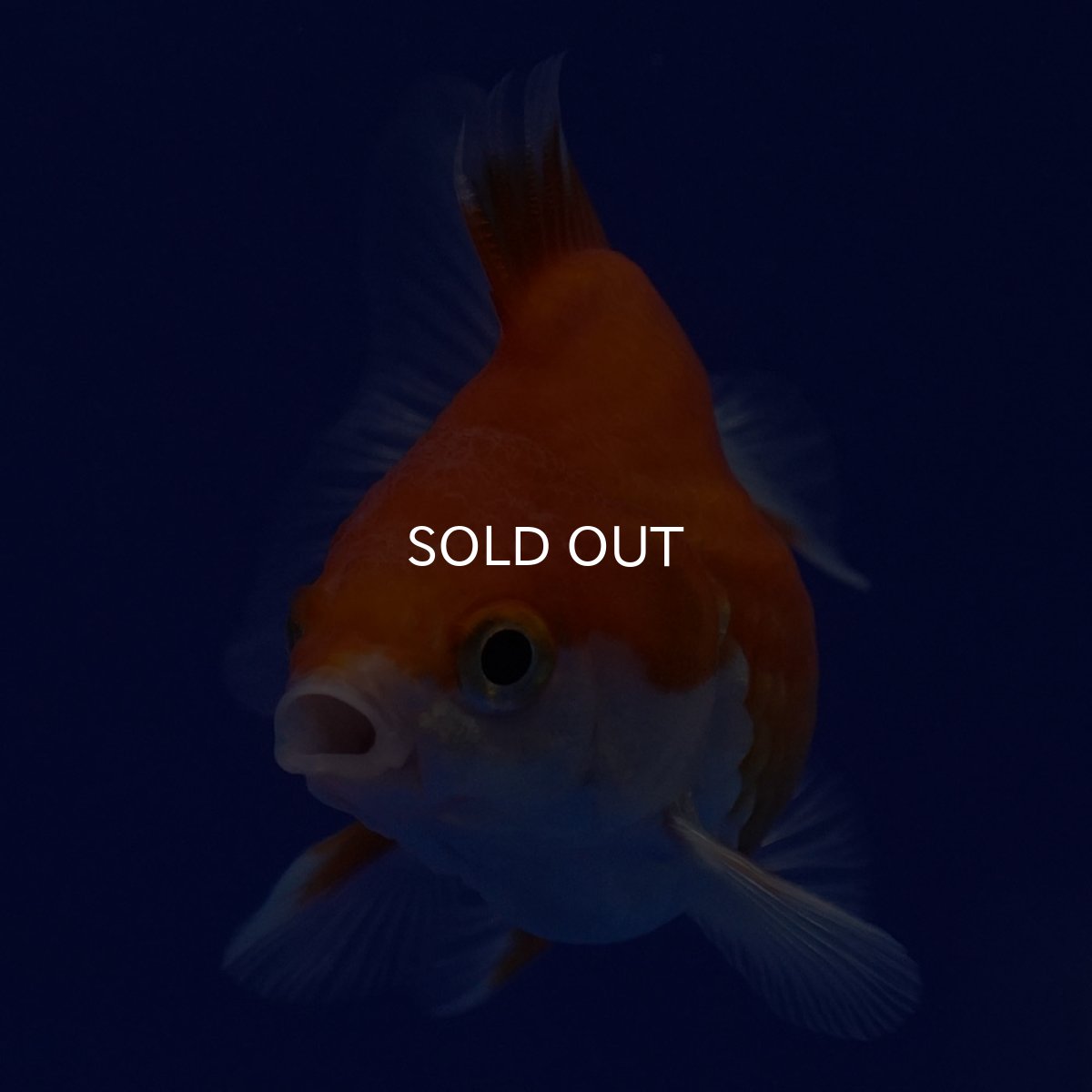 画像3: タイ産　ショートテールダルマ琉金　5cm± (3)