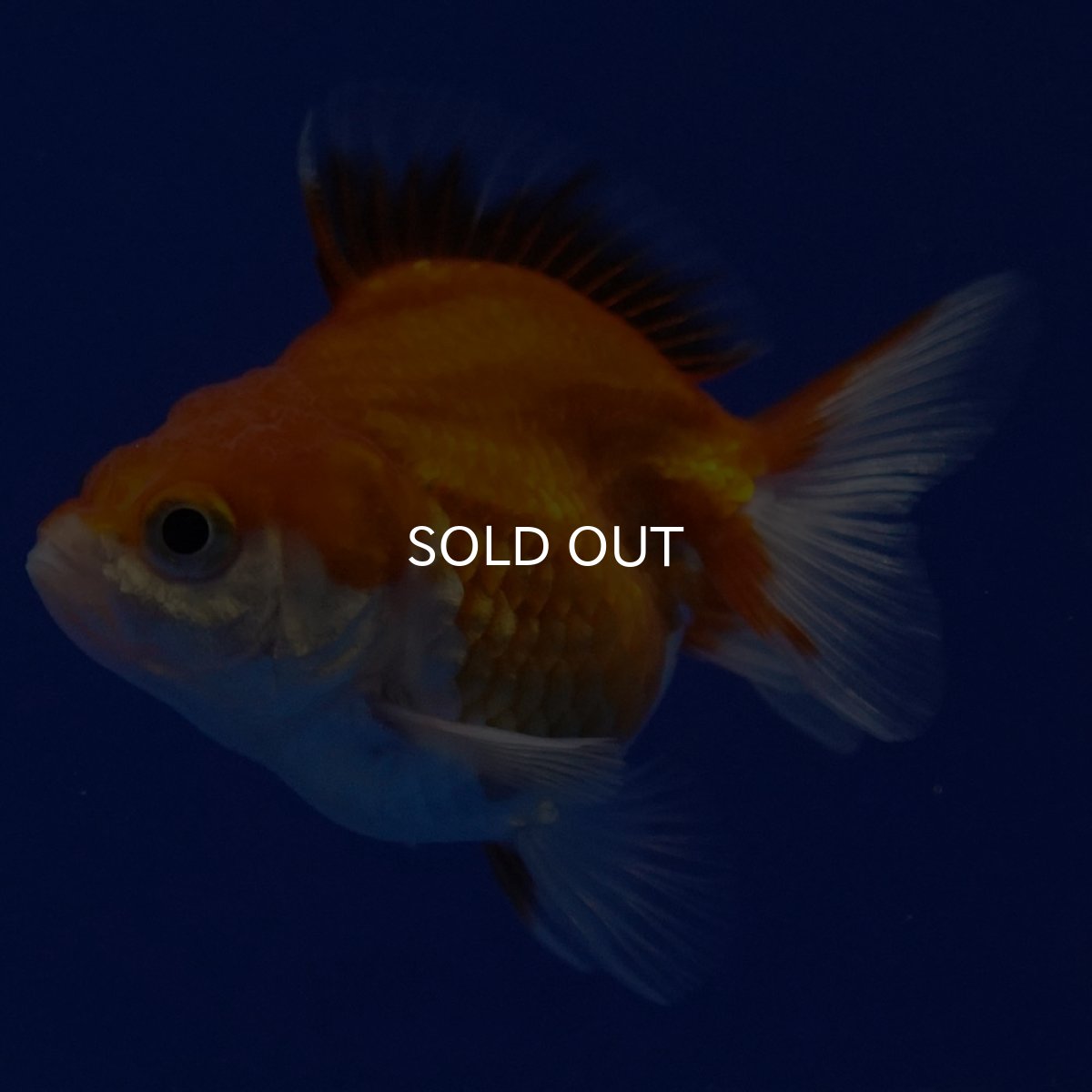 画像8: タイ産　ショートテールダルマ琉金　5cm± (8)