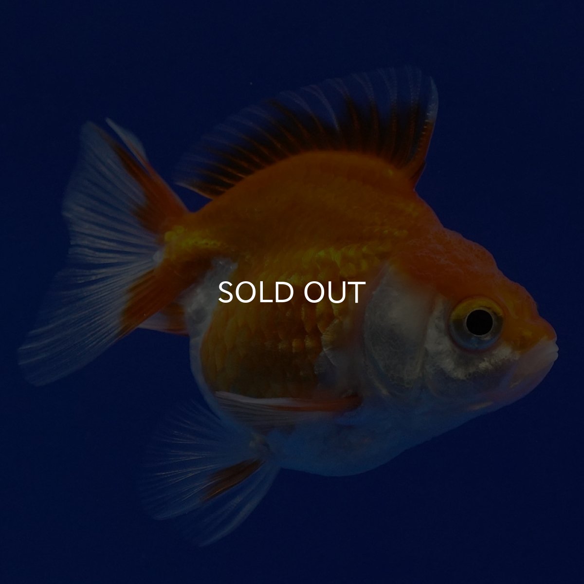 画像6: タイ産　ショートテールダルマ琉金　5cm± (6)