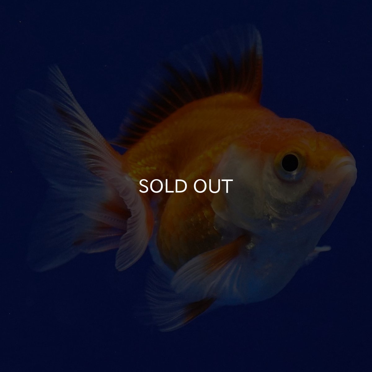 画像4: タイ産　ショートテールダルマ琉金　5cm± (4)