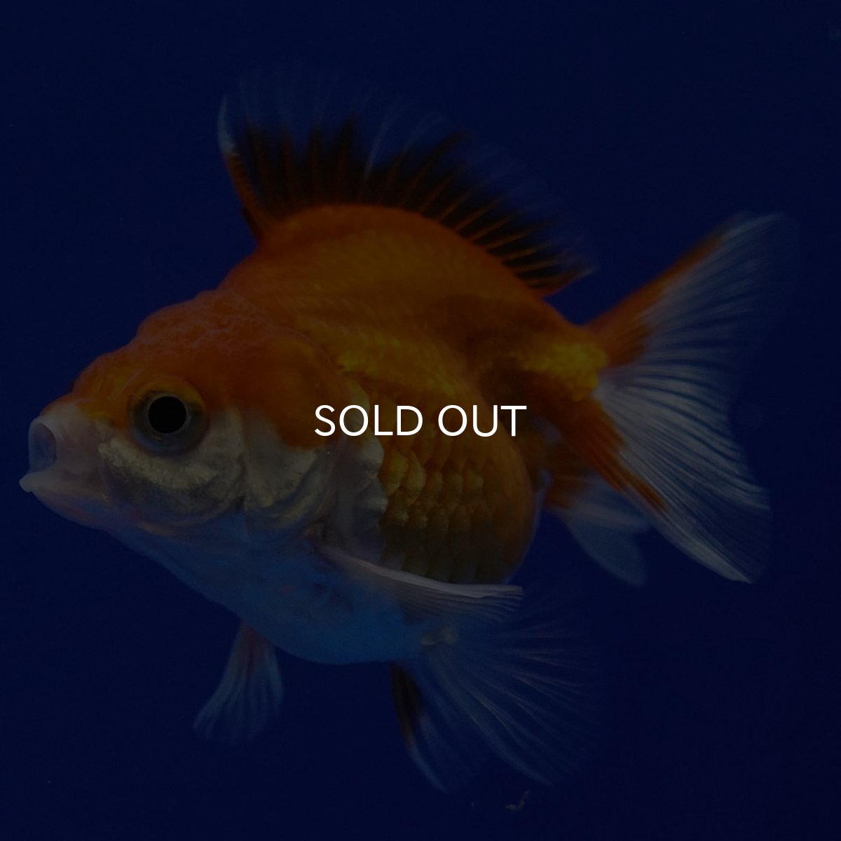 画像7: タイ産　ショートテールダルマ琉金　5cm± (7)