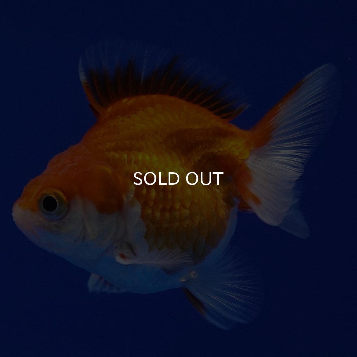 画像2: タイ産　ショートテールダルマ琉金　5cm± (2)