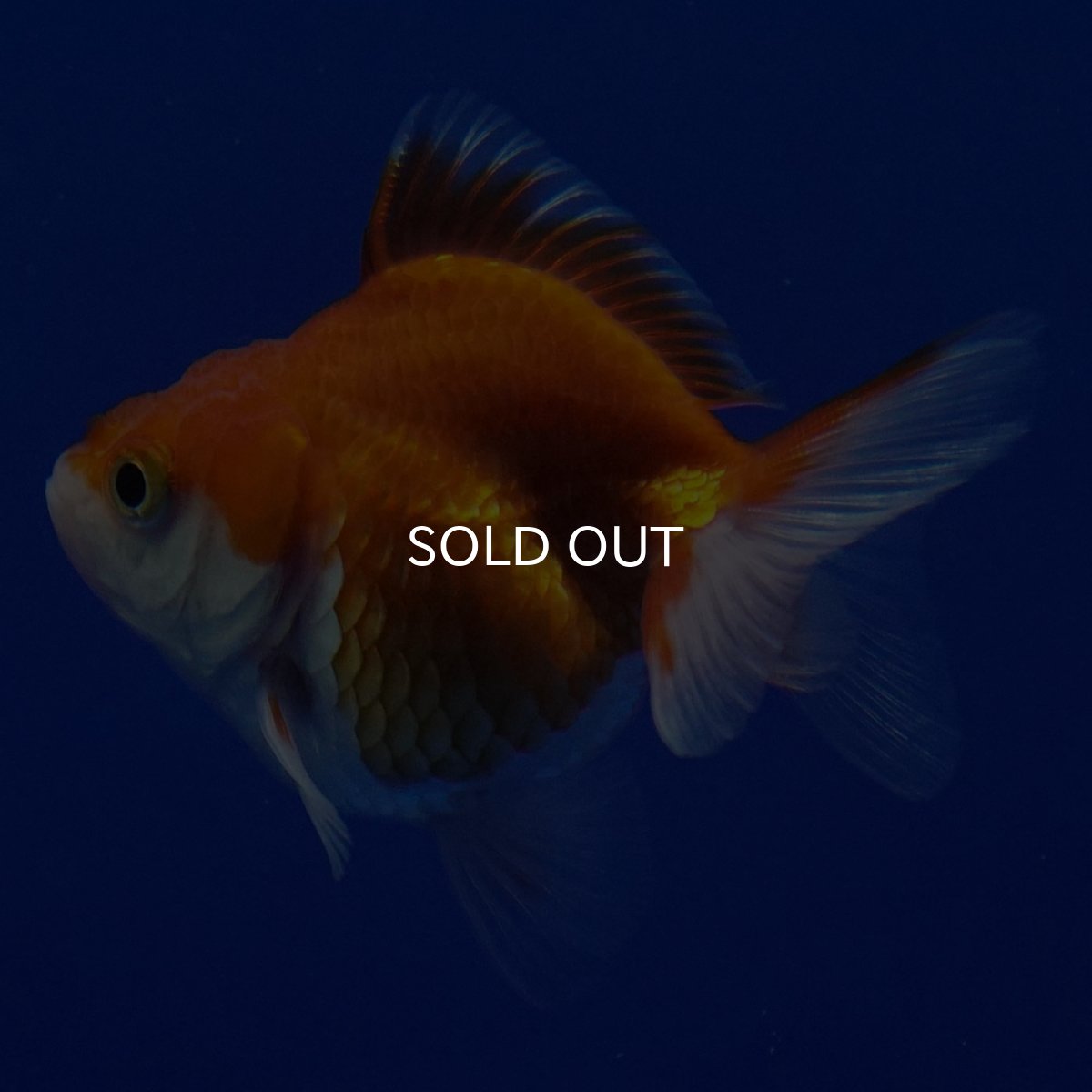 画像5: タイ産　ショートテールダルマ琉金　5cm± (5)