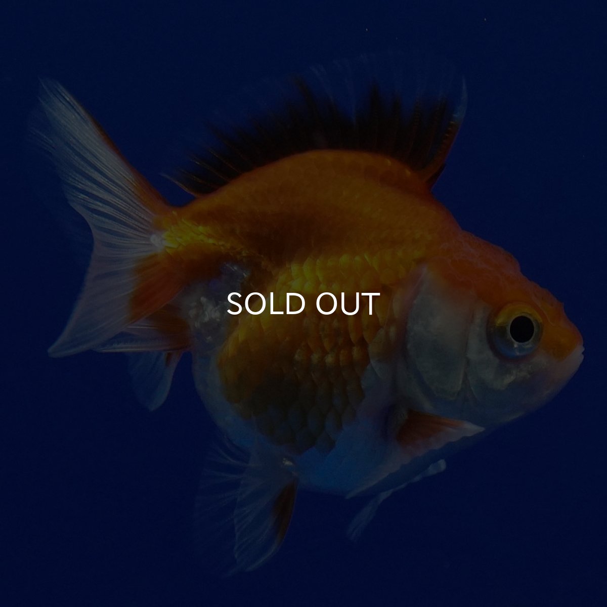 画像1: タイ産　ショートテールダルマ琉金　5cm± (1)