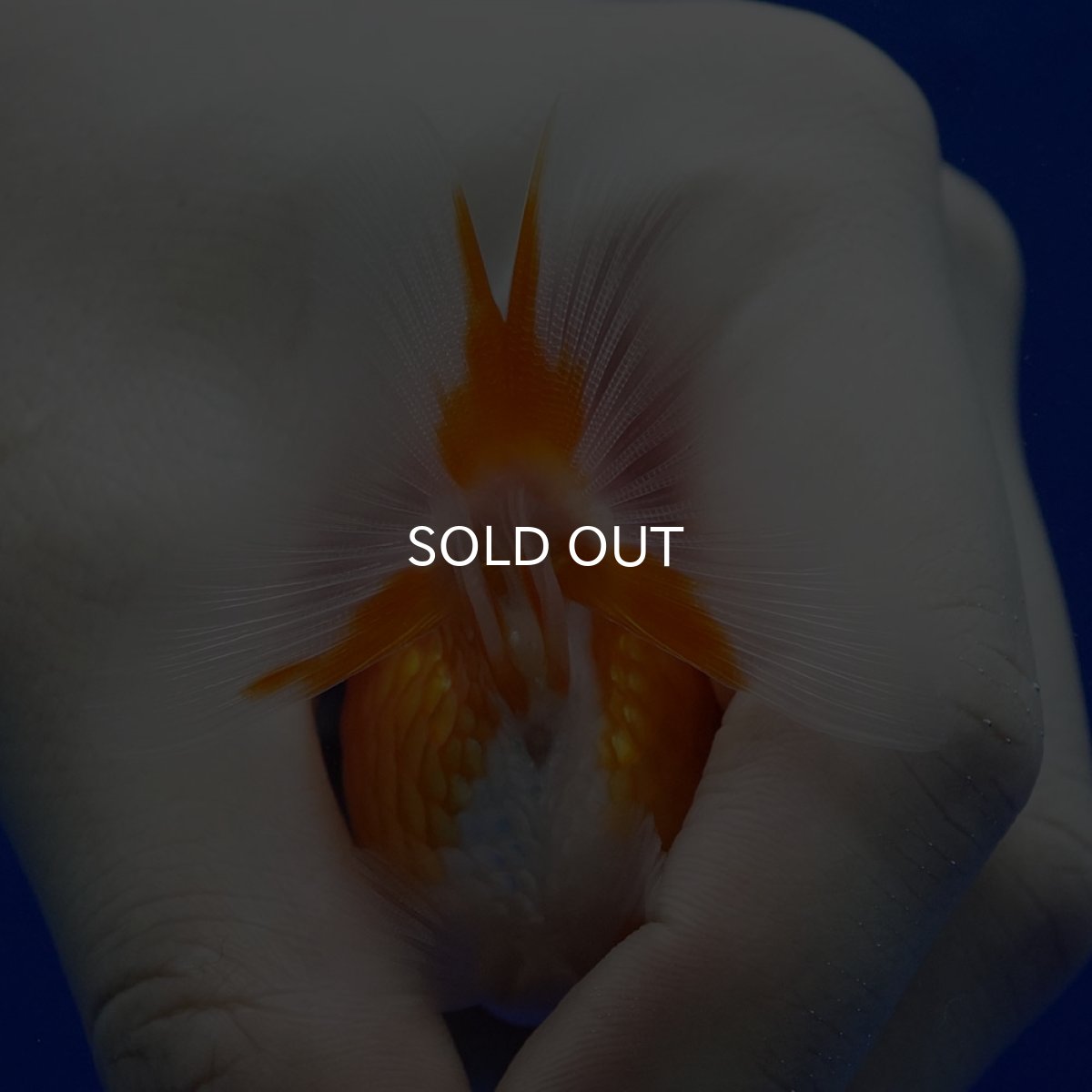 画像9: タイ産　ショートテールダルマ琉金　5cm± (9)