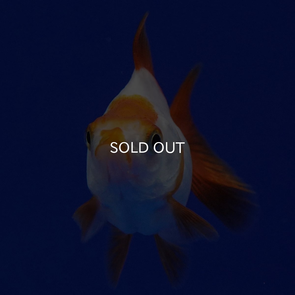 画像8: タイ産　ショートテールダルマ琉金　5cm± (8)