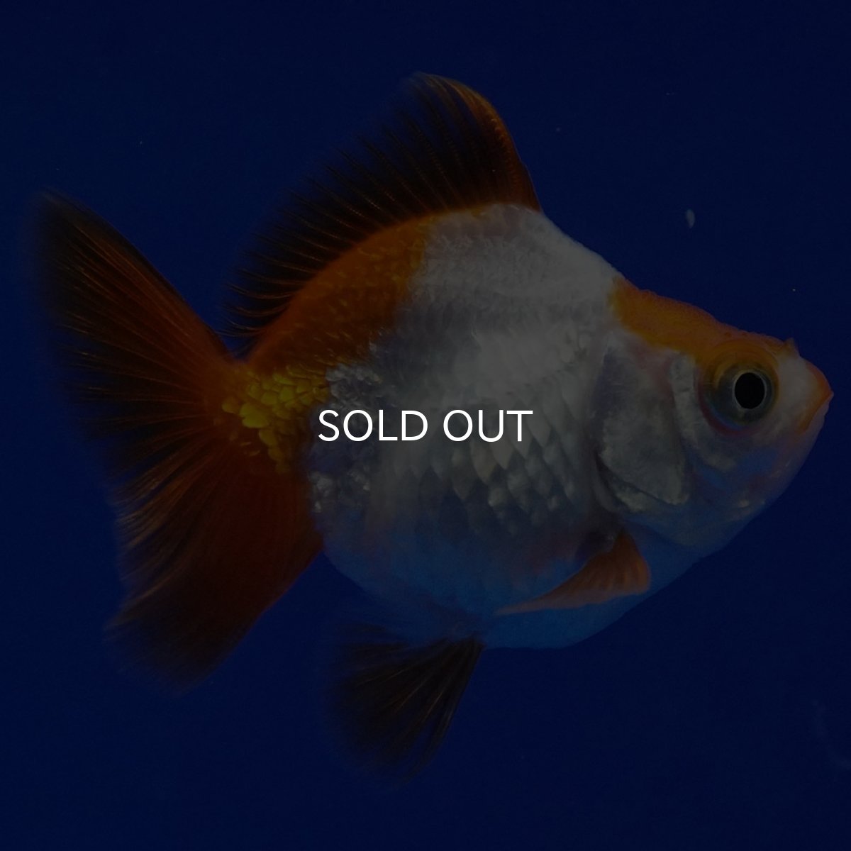 画像1: タイ産　ショートテールダルマ琉金　5cm± (1)