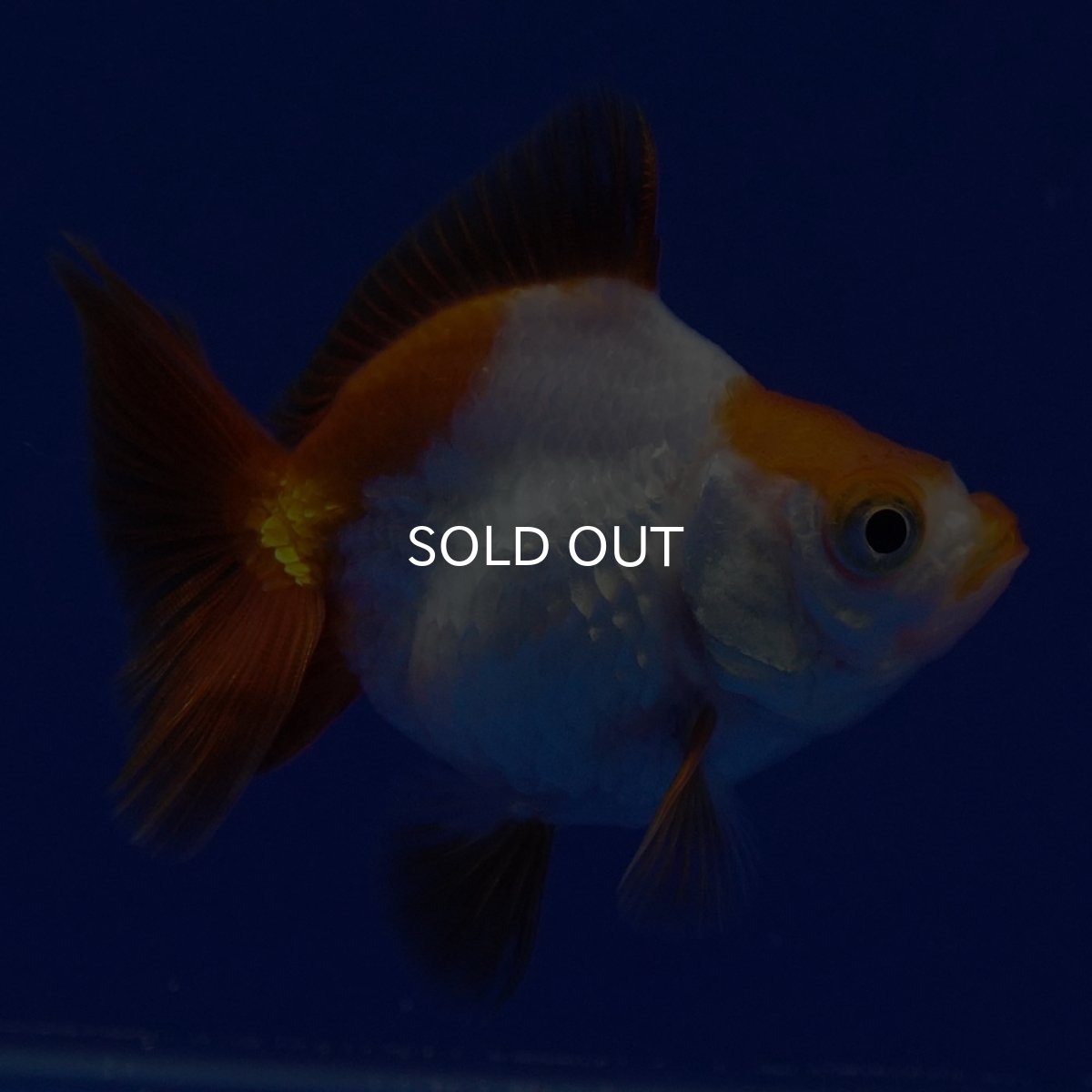 画像3: タイ産　ショートテールダルマ琉金　5cm± (3)