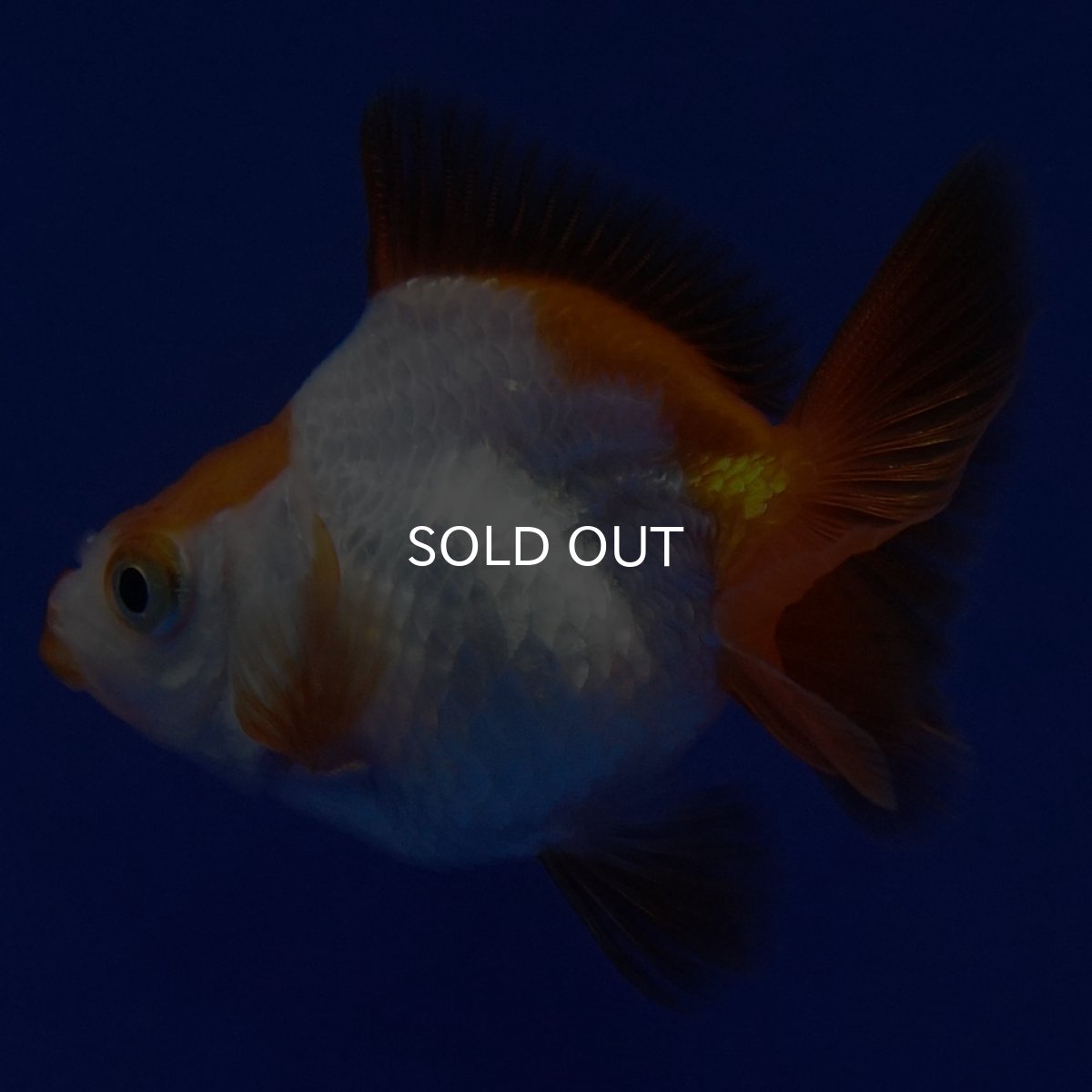 画像4: タイ産　ショートテールダルマ琉金　5cm± (4)