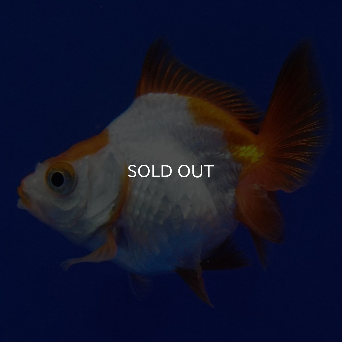 画像6: タイ産　ショートテールダルマ琉金　5cm± (6)