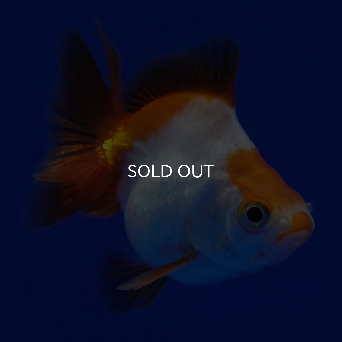 画像5: タイ産　ショートテールダルマ琉金　5cm± (5)