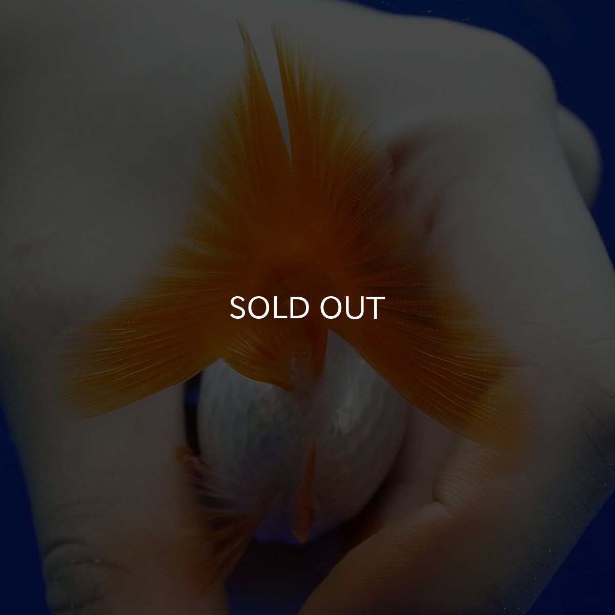 画像9: タイ産　ショートテールダルマ琉金　5cm± (9)