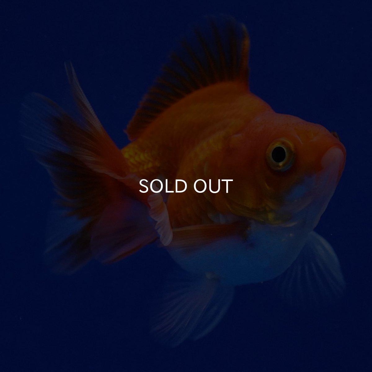 画像1: タイ産　ショートテールダルマ琉金　5cm± (1)