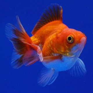ショーベタ専門店 よこはま金魚タイ産 超短オランダ ハーフ