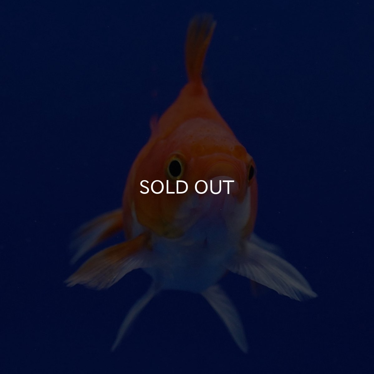 画像11: タイ産　ショートテールダルマ琉金　5cm± (11)