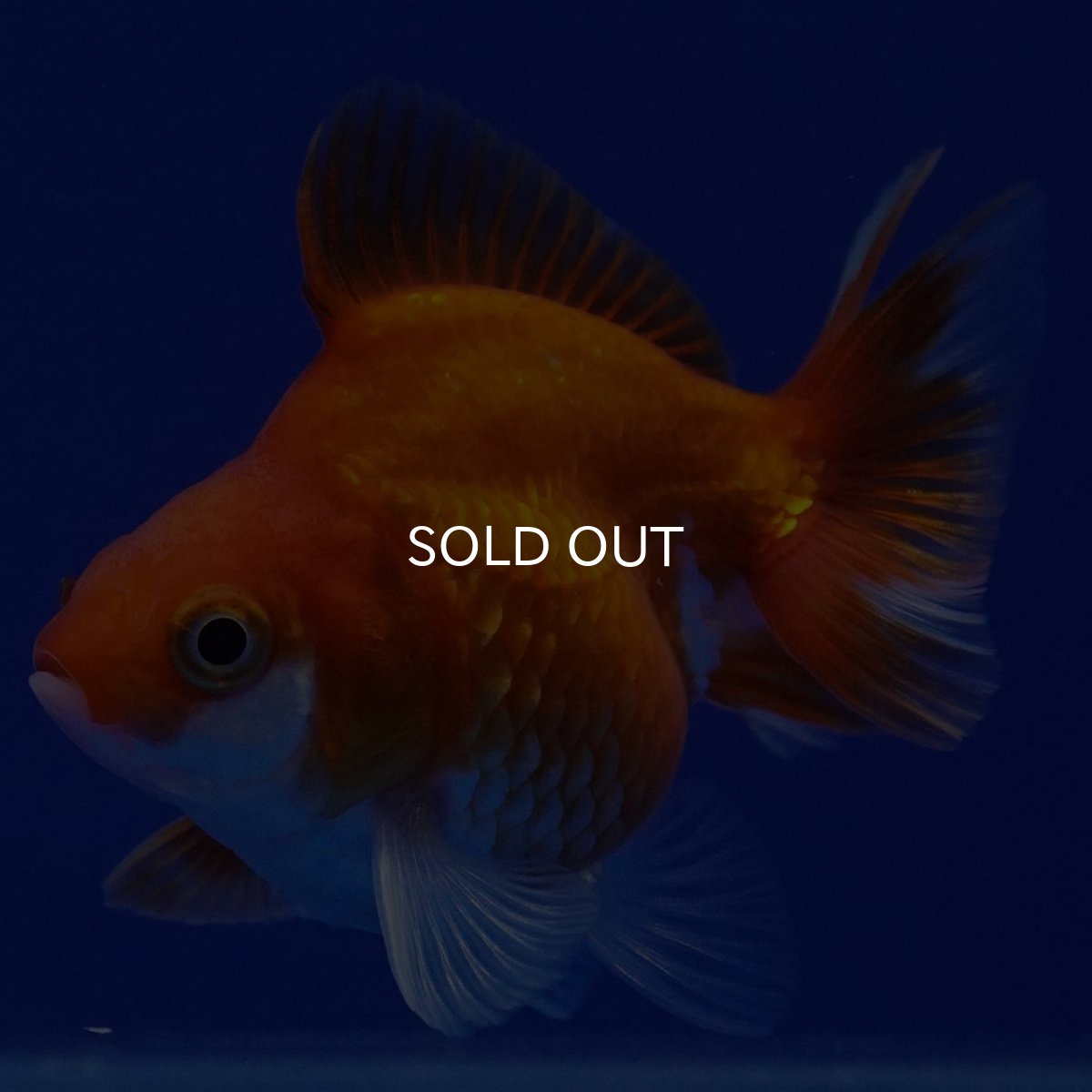 画像10: タイ産　ショートテールダルマ琉金　5cm± (10)