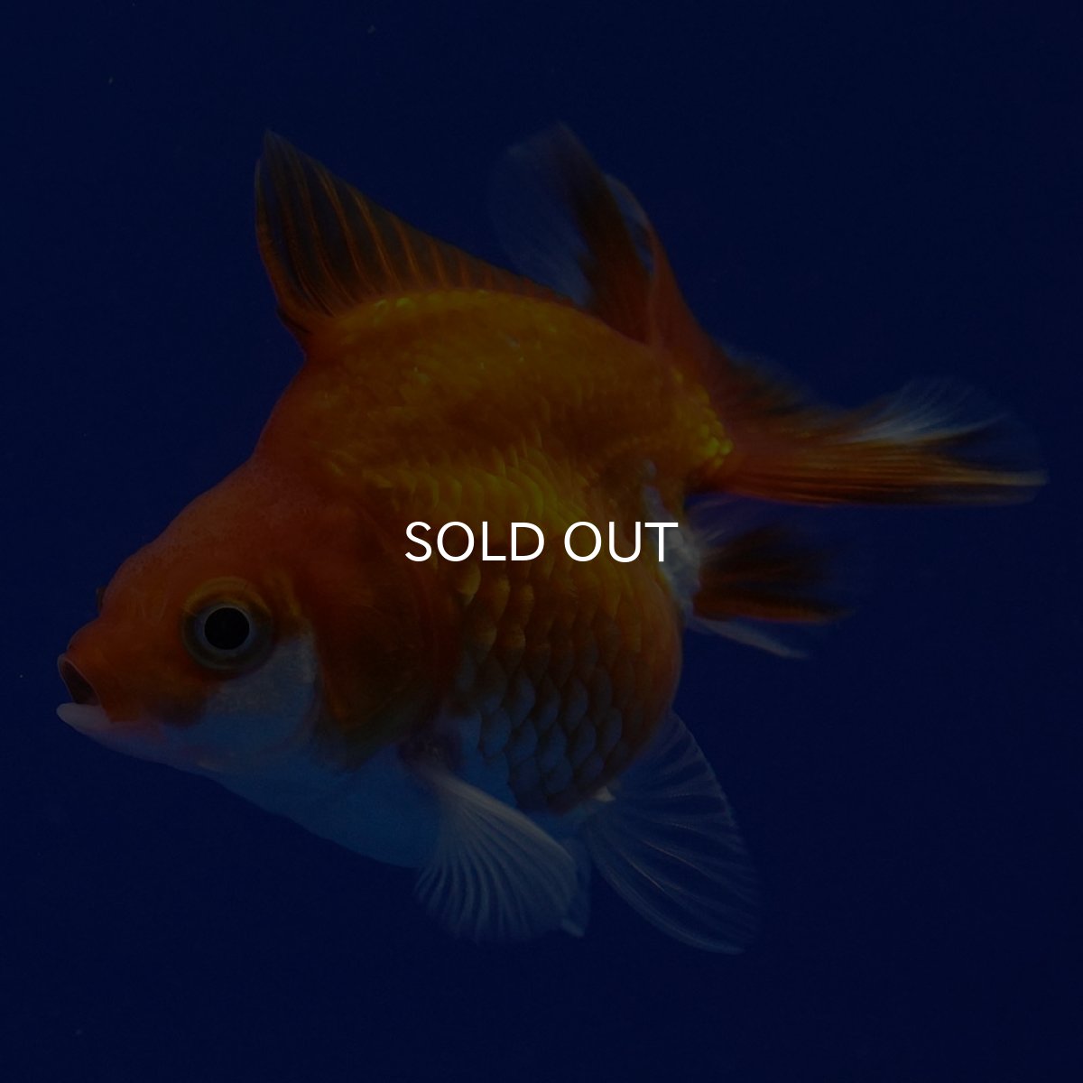 画像8: タイ産　ショートテールダルマ琉金　5cm± (8)