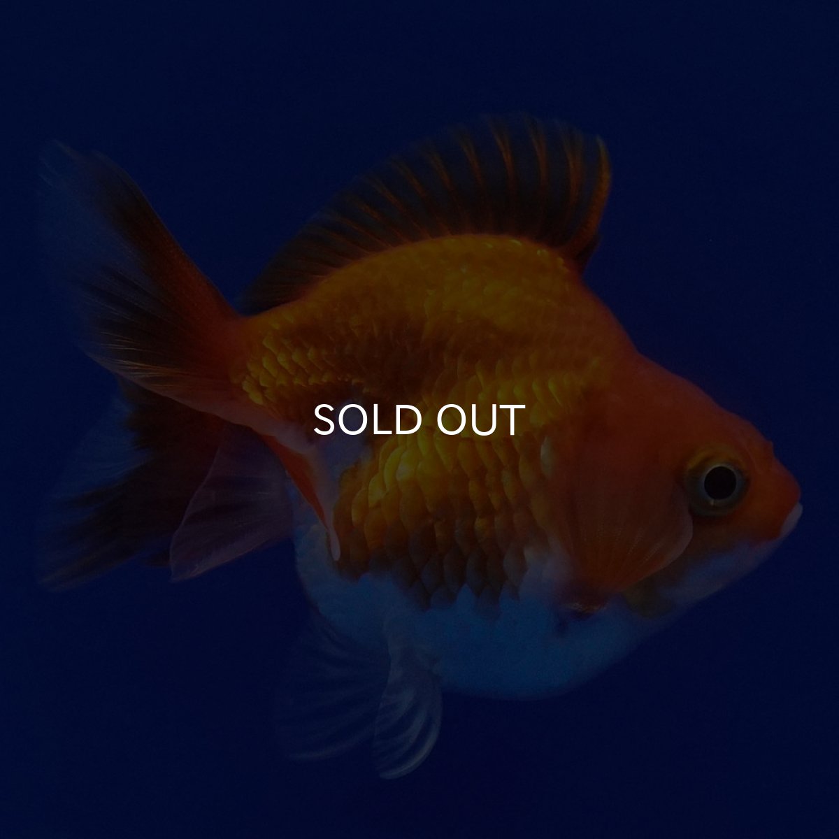 画像9: タイ産　ショートテールダルマ琉金　5cm± (9)