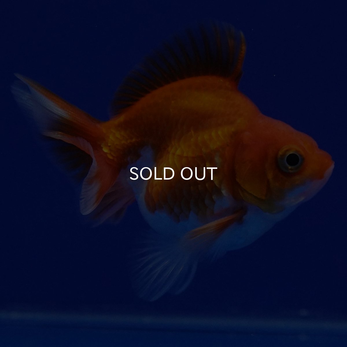 画像7: タイ産　ショートテールダルマ琉金　5cm± (7)