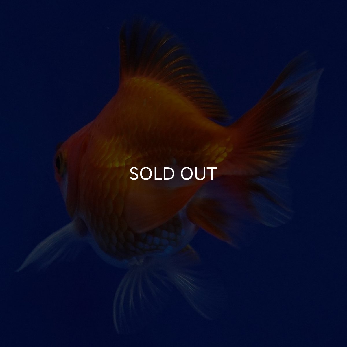 画像6: タイ産　ショートテールダルマ琉金　5cm± (6)