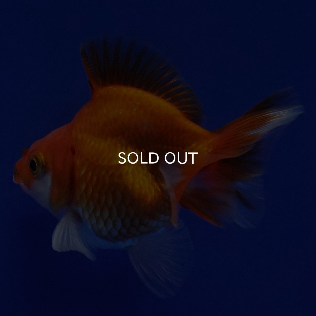 画像4: タイ産　ショートテールダルマ琉金　5cm± (4)