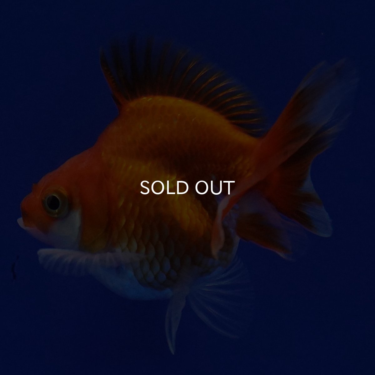 画像2: タイ産　ショートテールダルマ琉金　5cm± (2)