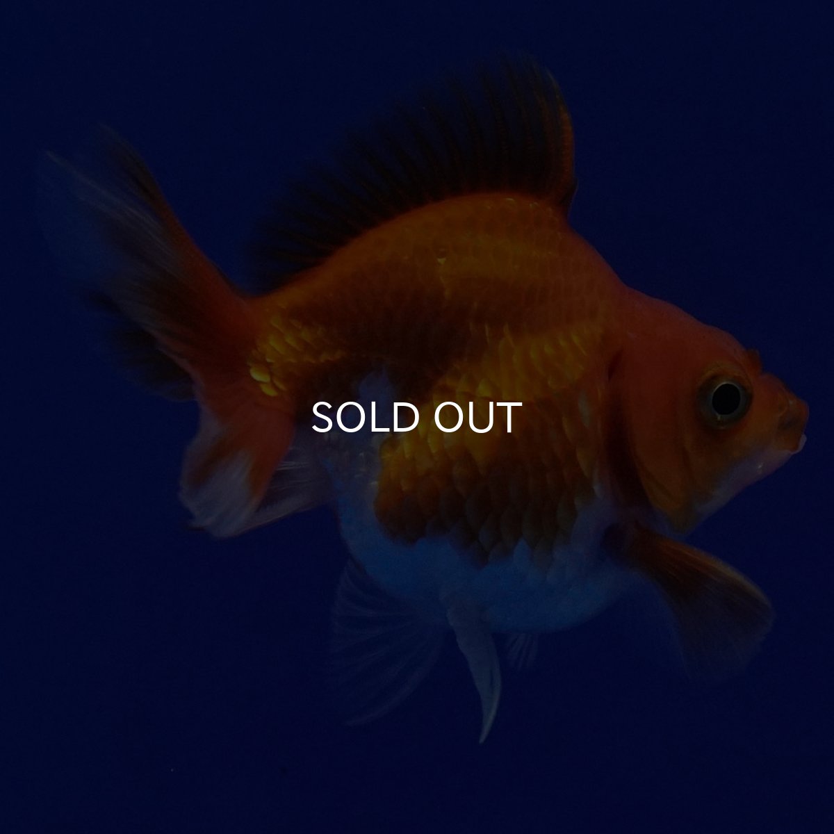 画像3: タイ産　ショートテールダルマ琉金　5cm± (3)