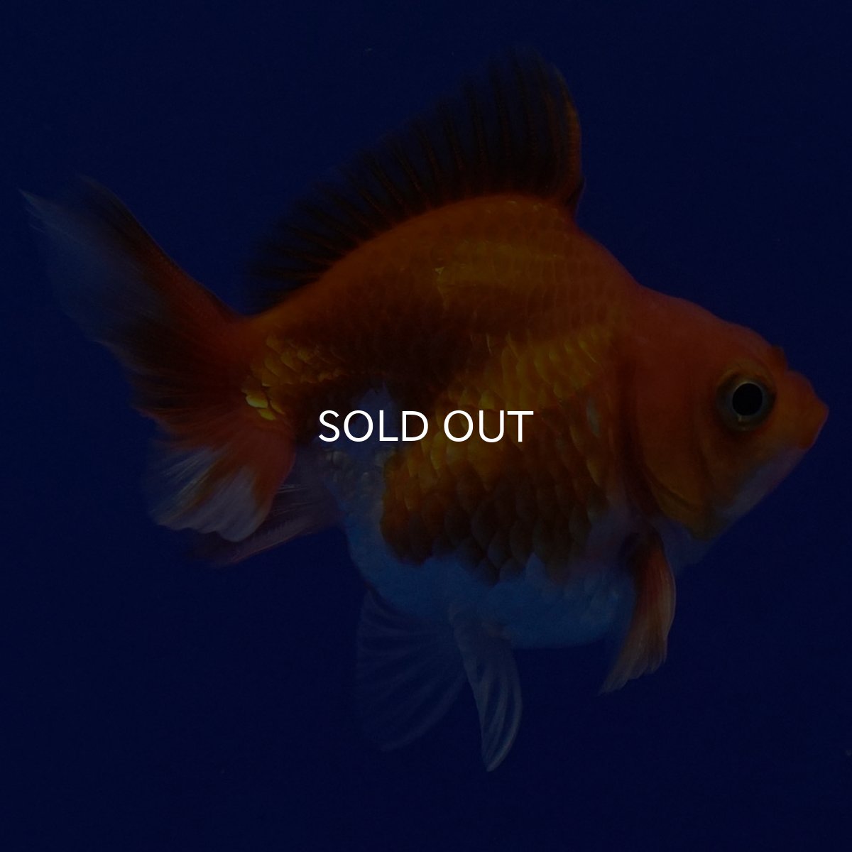 画像5: タイ産　ショートテールダルマ琉金　5cm± (5)