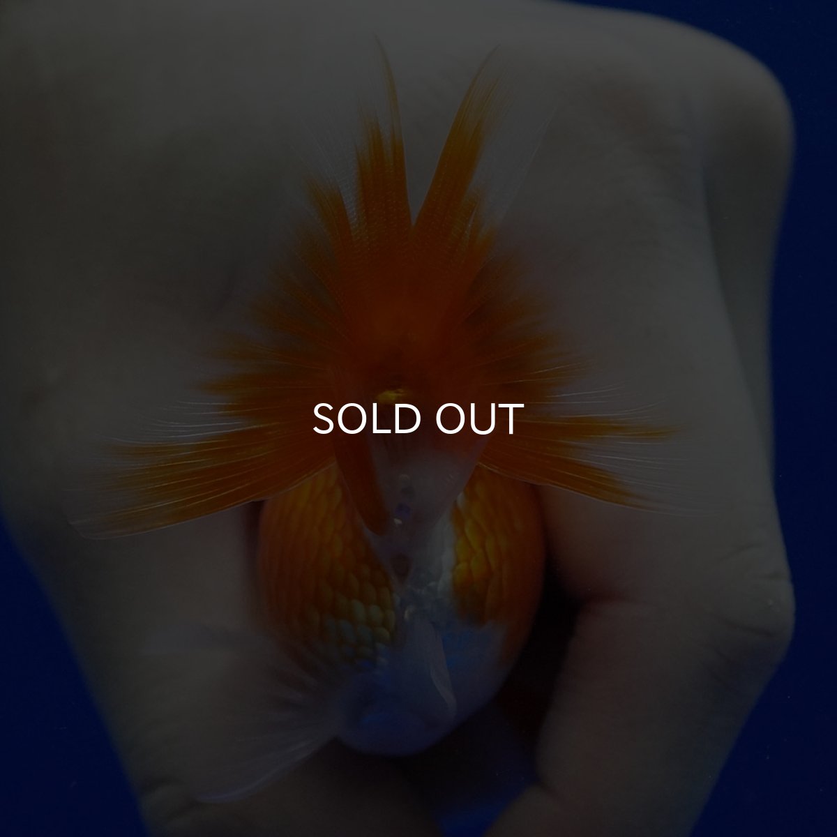 画像12: タイ産　ショートテールダルマ琉金　5cm± (12)