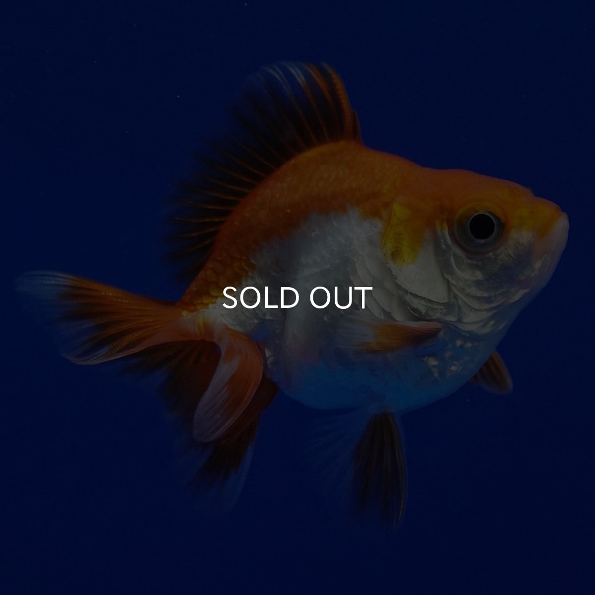 画像4: タイ産　ショートテールダルマ琉金　5cm± (4)