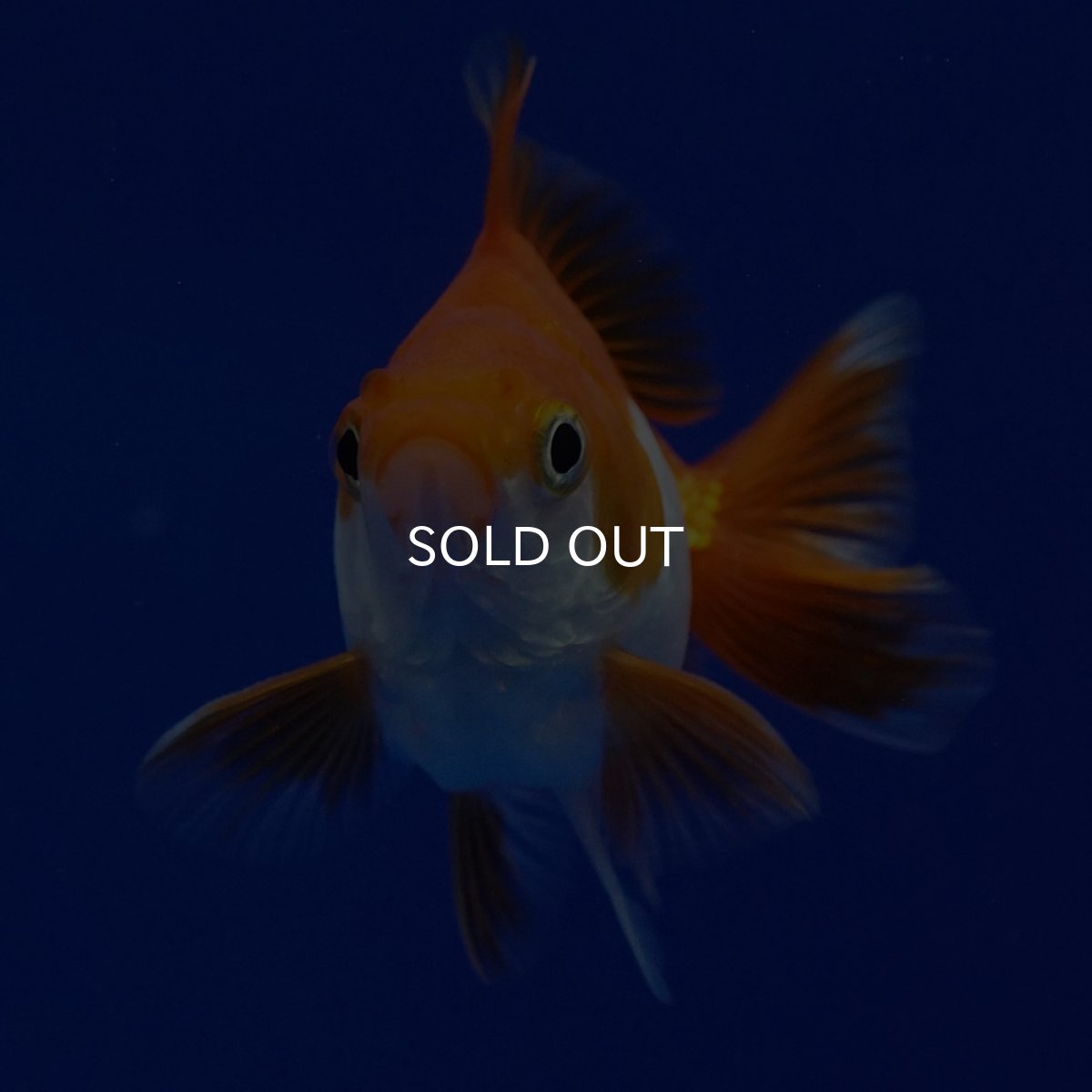 画像6: タイ産　ショートテールダルマ琉金　5cm± (6)