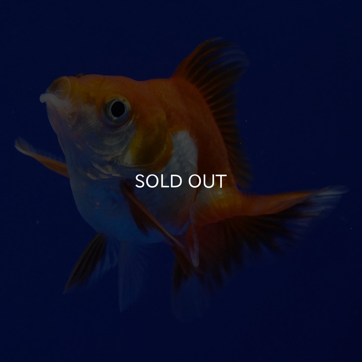 画像5: タイ産　ショートテールダルマ琉金　5cm± (5)