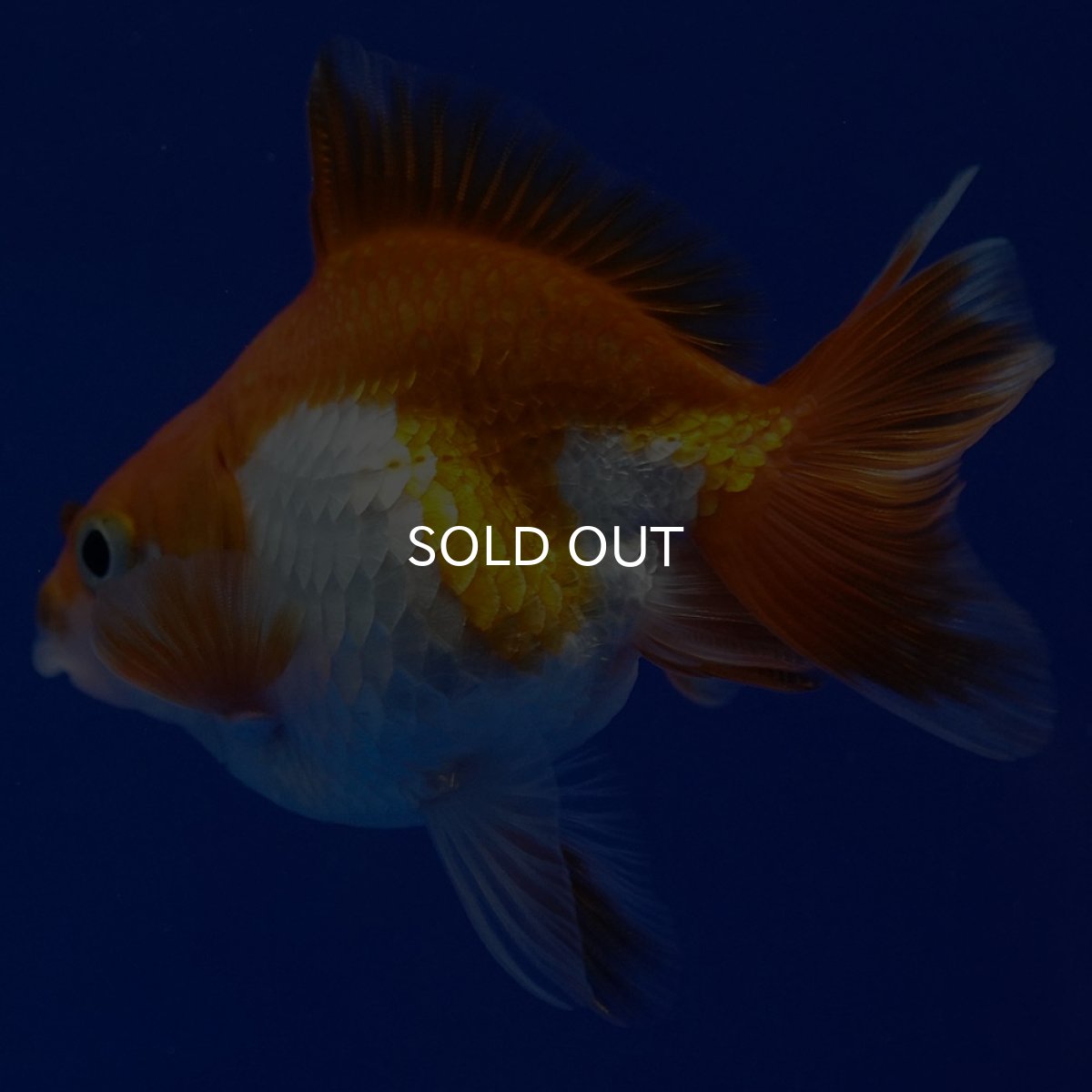 画像7: タイ産　ショートテールダルマ琉金　5cm± (7)