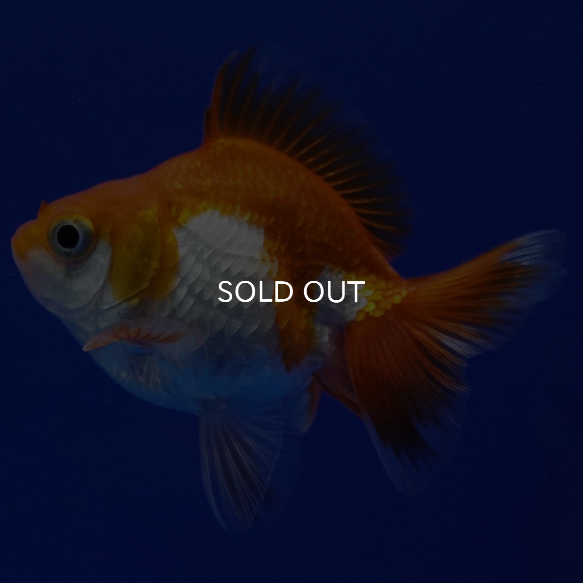 画像2: タイ産　ショートテールダルマ琉金　5cm± (2)