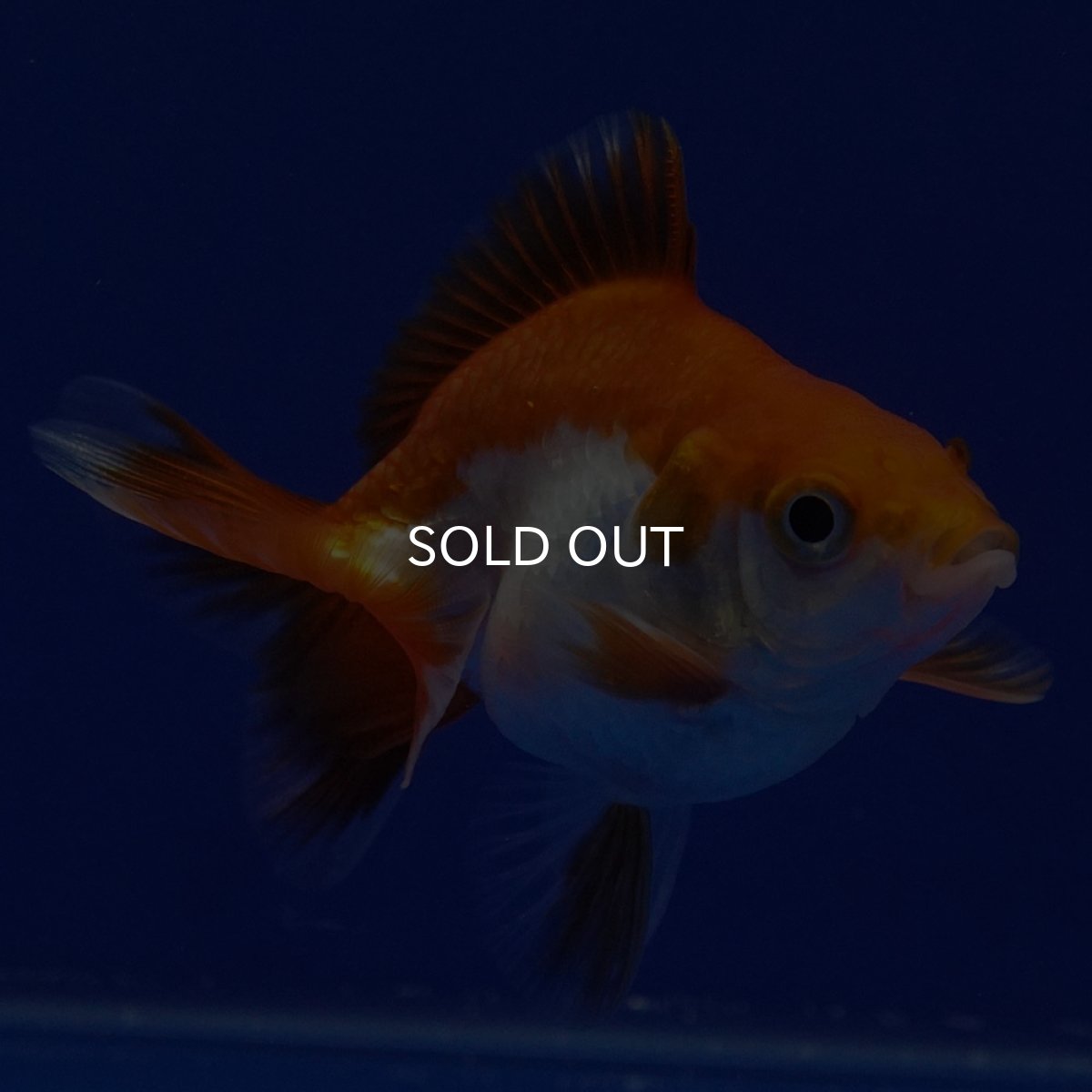 画像3: タイ産　ショートテールダルマ琉金　5cm± (3)